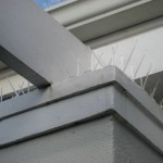 Bird Spikes, Cape Town, Johannesburg, South Africa, netting, pest, pigeon bird