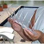 Bird Spikes, Cape Town, Johannesburg, South Africa, netting, pest, pigeon bird