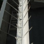 Bird Spikes, Cape Town, Johannesburg, South Africa, netting, pest, pigeon bird